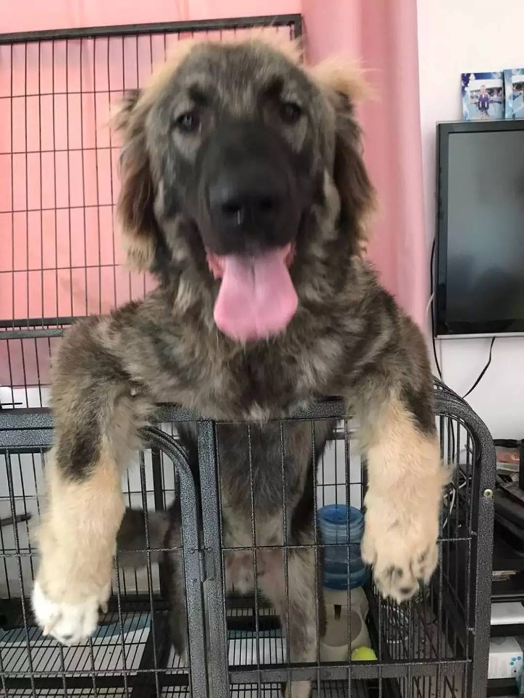 养高加索之前 花2分钟了解行吗 雪花新闻 养高加索之前 花2分钟了解行吗 雪花新闻